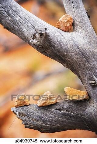 Stones lined up on old branch View Large Photo Image Stock Photography - Stones lined up on old branch. Fotosearch