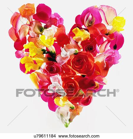 Picture - Studio shot of colorful petal heart. Fotosearch