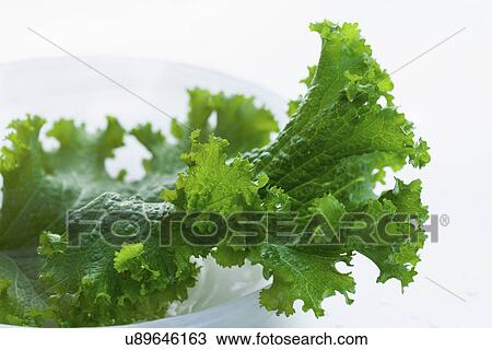 Studio shot of lettuce leaf View Large Photo Image Stock Image - Studio shot of lettuce leaf. Fotosearch