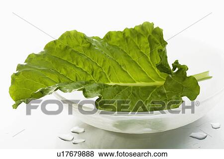Studio shot of lettuce leaf View Large Photo Image Stock Photo - Studio shot of lettuce leaf. Fotosearch