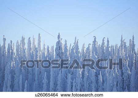 Tree tops covered with fresh snow View Large Photo Image Picture - Tree tops covered with fresh snow. Fotosearch