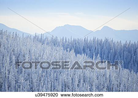 Stock Image - Tree tops covered with fresh snow. Fotosearch