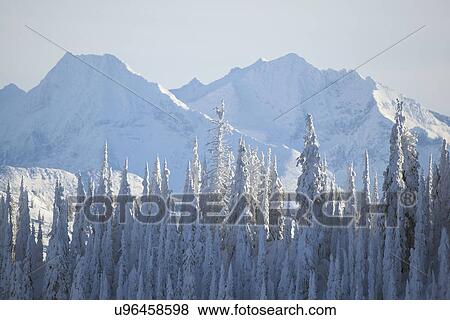 Tree tops covered with fresh snow View Large Photo Image Stock Photo - Tree tops covered with fresh snow. Fotosearch