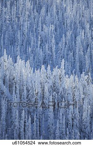 Trees covered with fresh snow View Large Photo Image Picture - Trees covered with fresh snow. Fotosearch