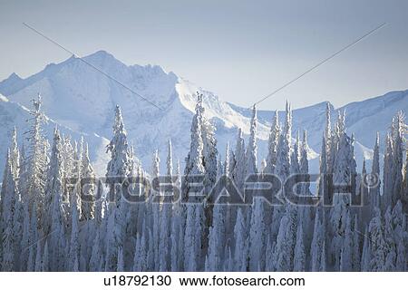 Trees covered with fresh snow View Large Photo Image Stock Image - Trees covered with fresh snow. Fotosearch