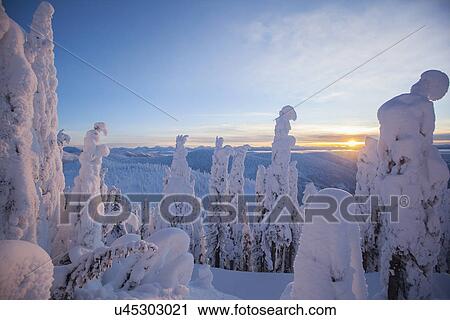 Trees covered with fresh snow View Large Photo Image Stock Image - Trees covered with fresh snow. Fotosearch