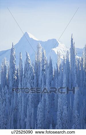Trees covered with fresh snow View Large Photo Image Stock Image - Trees covered with fresh snow. Fotosearch