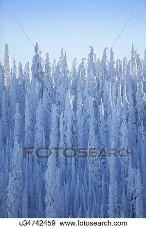 Trees covered with fresh snow View Large Photo Image Stock Photo - Trees covered with fresh snow. Fotosearch