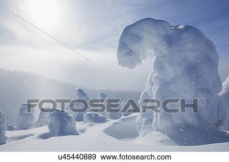 Stock Photo - Trees covered with fresh snow. Fotosearch