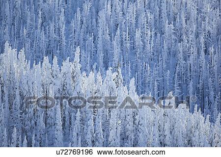 Stock Photograph - Trees covered with fresh snow. Fotosearch