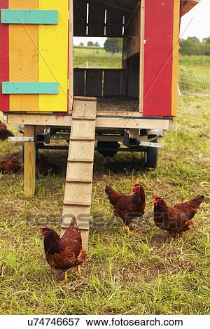 USA, New York State, Rhode Island, Chickens on farm View Large Photo Image Stock Photo - USA, New York State, Rhode Island, Chickens on farm. Fotosearch