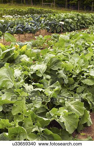 Stock Image - Vegetables on field. Fotosearch