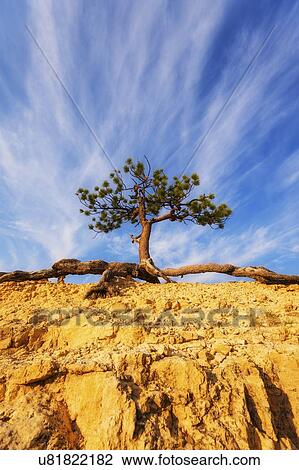 Stock Image - View of tree on top of rock. Fotosearch