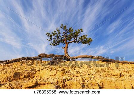 Stock Photo - View of tree on top of rock. Fotosearch