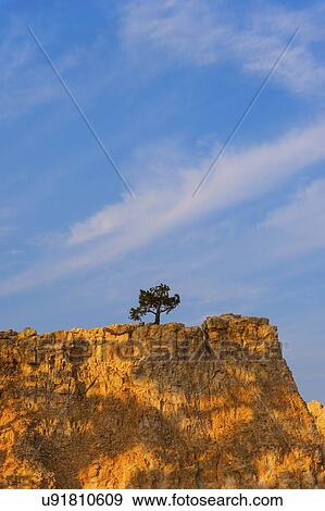 Stock Photo - View of tree on top of rock. Fotosearch