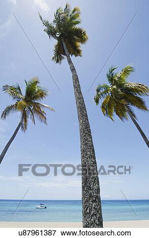 View to sea from beach with palm trees in foreground View Large Photo Image Stock Photo - View to sea from beach with palm trees in foreground. Fotosearch