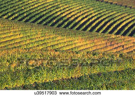 Vineyard View Large Photo Image Stock Image - Vineyard. Fotosearch