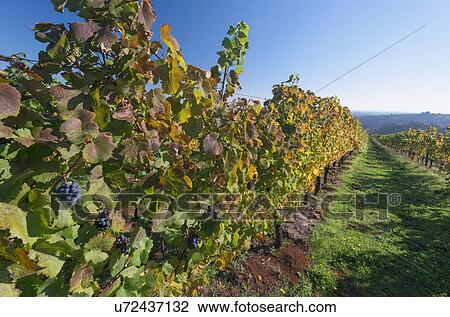 Stock Image - Vineyard. Fotosearch