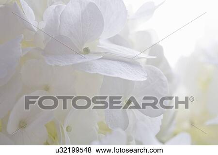 Stock Photo - White flower petals . Fotosearch