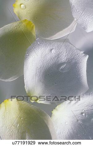 Stock Photo - White flower petals used in spa treatment. Fotosearch