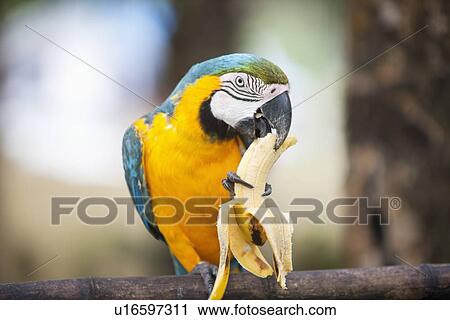 Stock Image - Blue and yellow Macaw eating banana, Boracay, Philippines. Fotosearch
