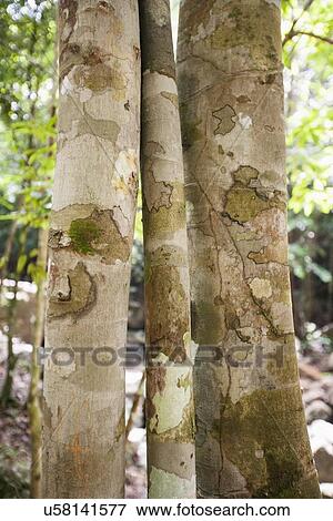 Stock Photo - Close-up of tree trunks in forest, Koh Pha Ngan, Thailand. Fotosearch