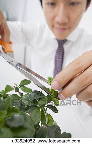 Close-up view of Asian businessman pruning plant View Large Photo Image Stock Image - Close-up view of Asian businessman pruning plant. Fotosearch