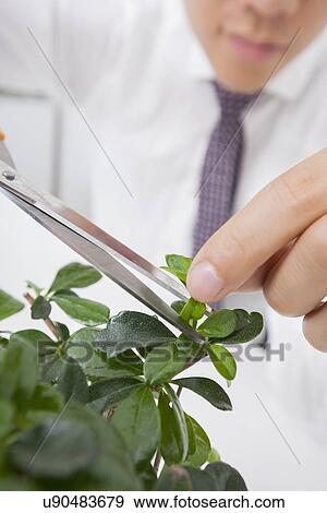 Cropped image of Asian businessman pruning plant View Large Photo Image Stock Photo - Cropped image of Asian businessman pruning plant. Fotosearch
