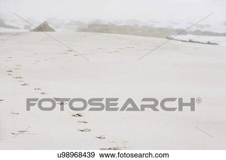 Stock Photo - Footprints on sand at beach. Fotosearch