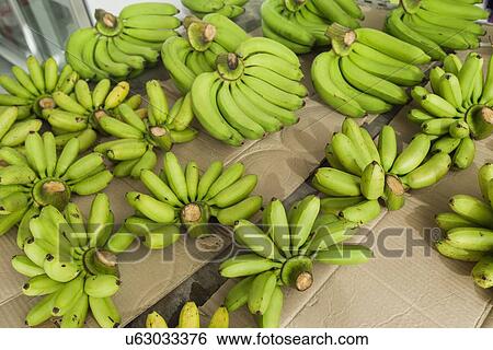 Stock Photograph - Green bananas for sale at fruit market, Koh Pha Ngan, Thailand. Fotosearch
