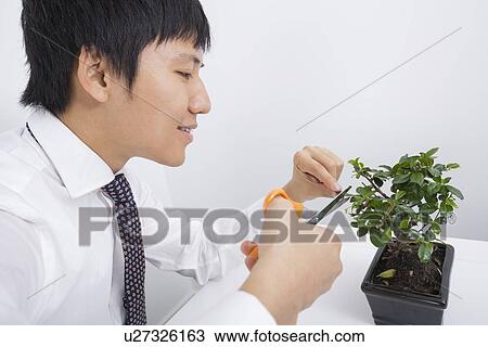 Stock Image - Happy mid adult businessman pruning pot plant in office. Fotosearch