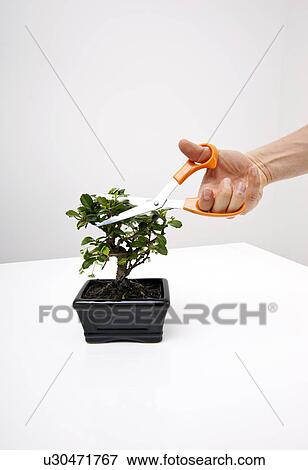 Man's hand cutting leaves of potted plant on table against gray background View Large Photo Image Stock Photo - Man's hand cutting leaves of potted plant on table against gray background. Fotosearch