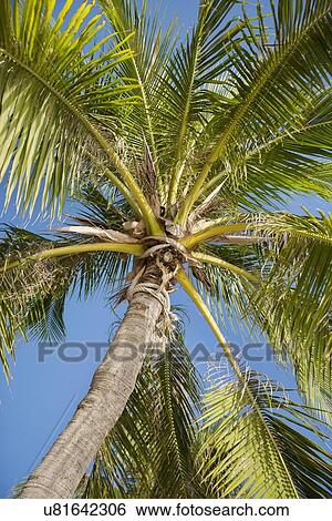Stock Photograph - Palm tree against clear sky, Koh Pha Ngan, Thailand. Fotosearch