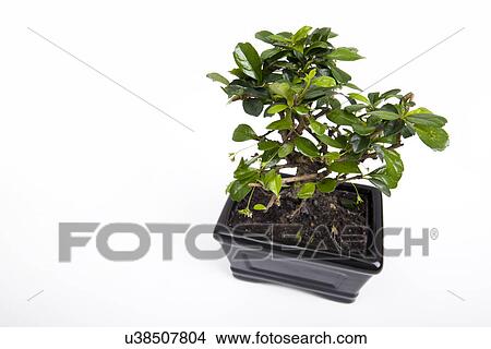 Picture - Potted plant against white background. Fotosearch