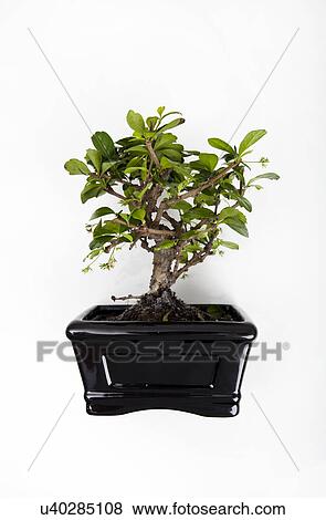 Potted plant against white background View Large Photo Image Stock Photo - Potted plant against white background. Fotosearch