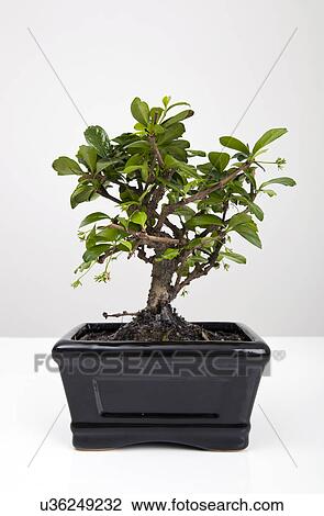 Stock Image - Potted plant on table against gray background. Fotosearch