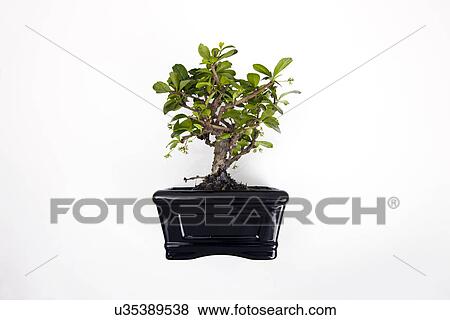 Stock Photo - Potted plant over white background. Fotosearch
