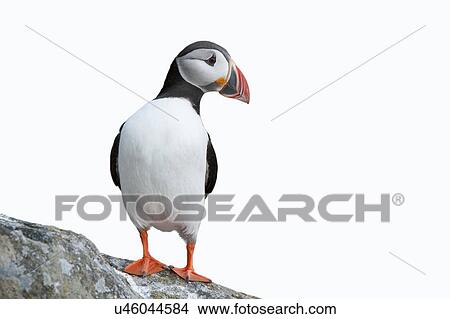 Picture - Puffin on rock against sky. Fotosearch