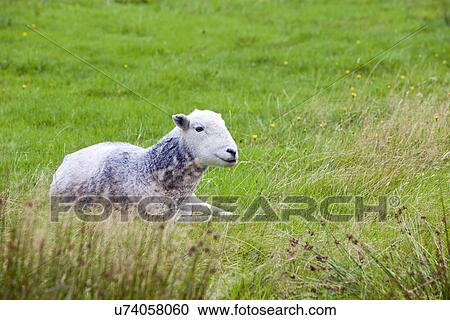 Sheep relaxing in field View Large Photo Image Stock Image - Sheep relaxing in field. Fotosearch