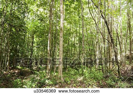 Stock Photo - View of forest in Koh Pha Ngan, Thailand. Fotosearch