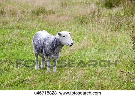 Stock Photo - Young sheep on pastured land. Fotosearch