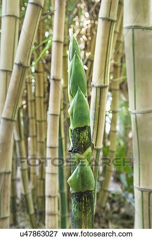 Stock Photo - Bamboo growing, close up. Fotosearch