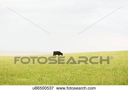 Black cow grazing alone in grassy meadow View Large Photo Image Stock Photo - Black cow grazing alone in grassy meadow. Fotosearch