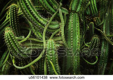 Cacti, close up View Large Photo Image Stock Photo - Cacti, close up. Fotosearch