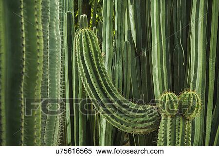 Cacti, close up View Large Photo Image Stock Photography - Cacti, close up. Fotosearch