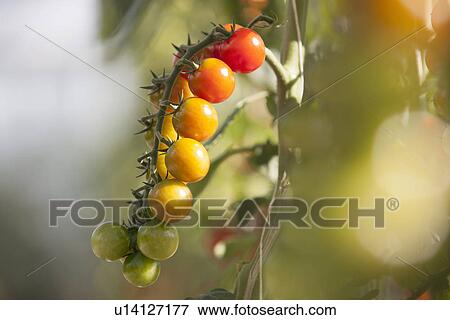Close up of vine tomatoes ripening on plant in sunlight View Large Photo Image Stock Photo - Close up of vine tomatoes ripening on plant in sunlight. Fotosearch