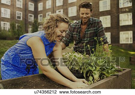Couple planting raised bed on council estate allotment View Large Photo Image Stock Image - Couple planting raised bed on council estate allotment. Fotosearch