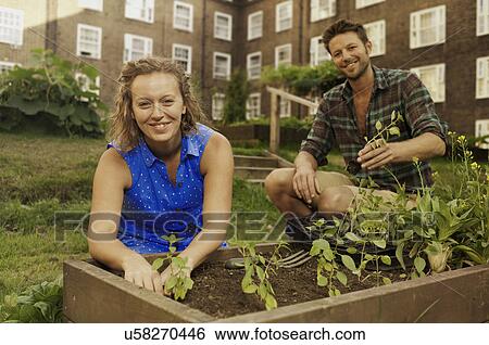 Couple planting vegetables on council estate allotment View Large Photo Image Stock Photograph - Couple planting vegetables on council estate allotment. Fotosearch