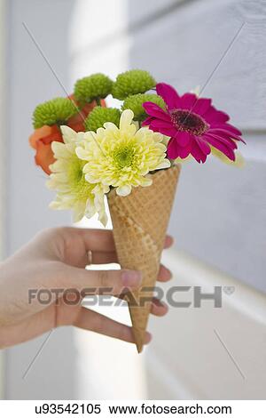 Stock Photography - Detail of female hand holding flower cone. Fotosearch