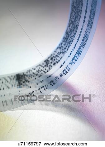 DNA autoradiogram gel used for finding the base sequence of a segment of DNA View Large Photo Image Stock Photo - DNA autoradiogram gel used for finding the base sequence of a segment of DNA. Fotosearch
